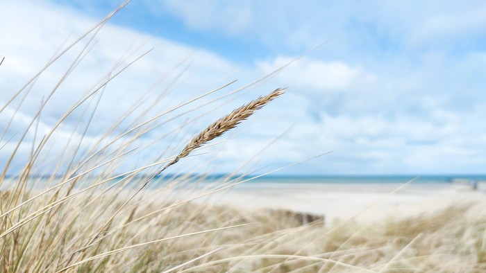 En strand med høje græsset og en klar blå himmel.