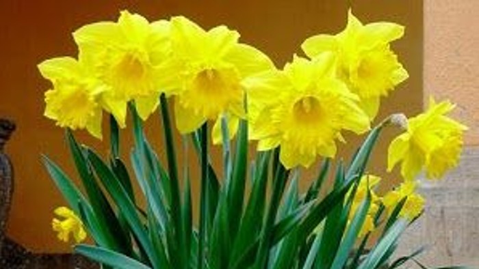 En blomsterbevægning med gule narciser foran en mur