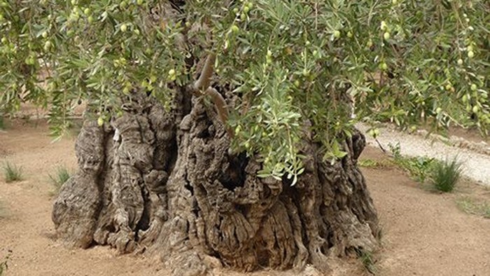Alter Olivenbaum mit dicken Wurzeln und grünen Blättern