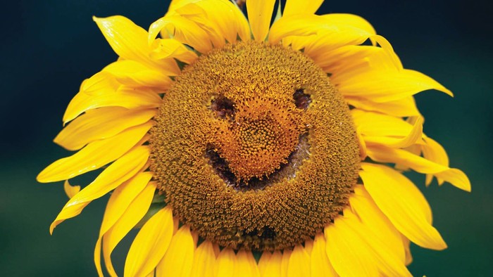 Eine sonnenblume mit einem fröhlichen Gesicht in der Mitte