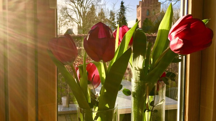 Røde tulipaner i glas på vinduesbord med sollys og slot i baggrunden