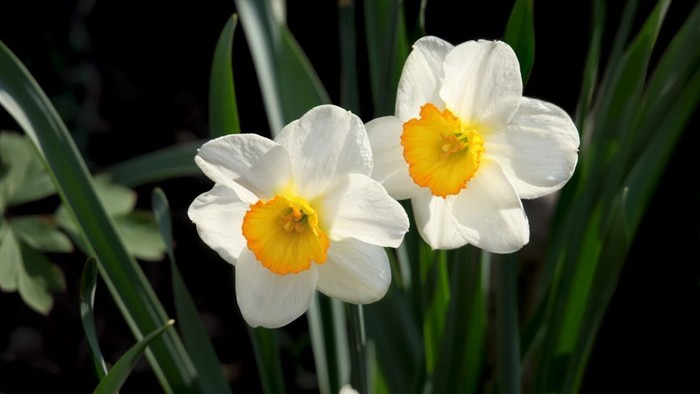 To dafner med hvide og gule blomster.