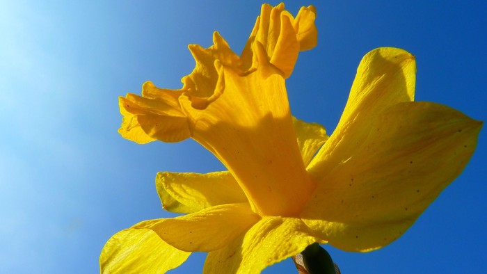 En lysgul blomst med lange, smalle blad stander ud mod et klart blå himmel.