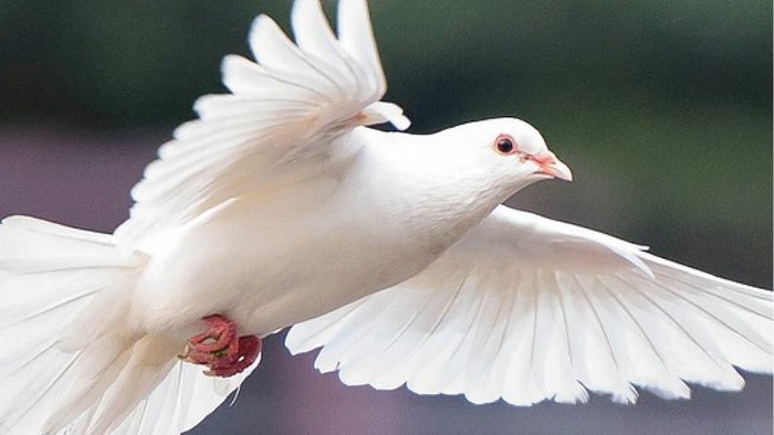 En hvid duve i flyvning.