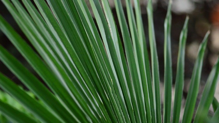 Grønne palmeblade i naturligt lys.