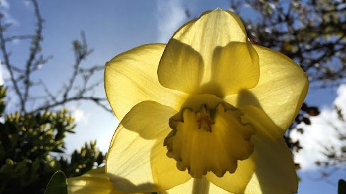 Gul daffodille blomsterer i solskinn under blå himmel