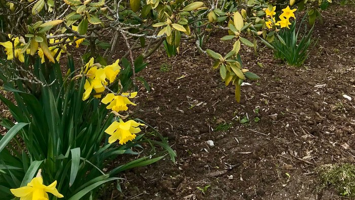 Et rødt murværk med grønne buske og gule tulipaner foran