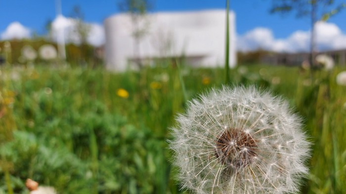 En pappirfugl i forgrunden med et grønt og blomstrende felt og et hvide bygning i baggrunden