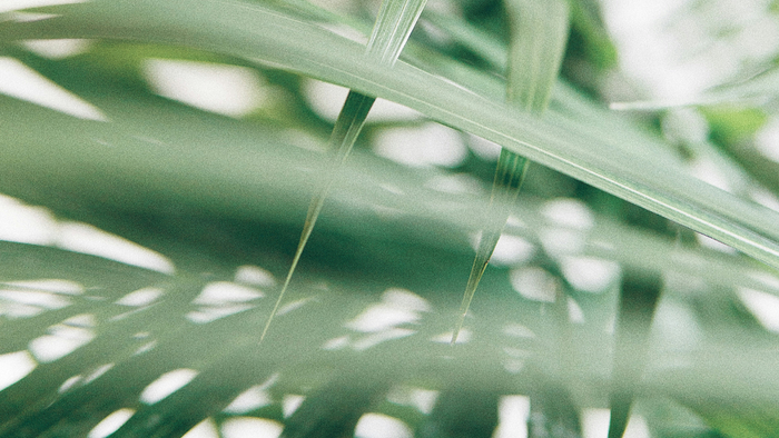 Einladung zu einem Familiengottesdienst am Palmsonntag mit anschließender Dickhick
