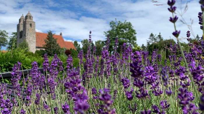 En blomsterhave med violette lavender og en kirke i baggrunden