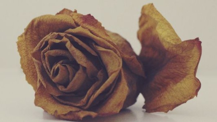 En tørretret rose med brune og gule farver.