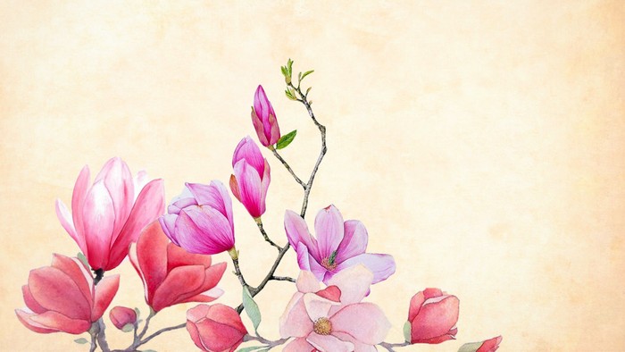 En blomsterstang med rosa og hvide magnolier på et lysgul baggrund.