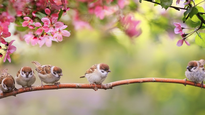 Vögel sitzen auf einem Ast mit rosa Blüten.