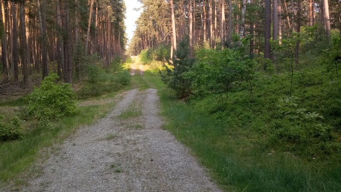 Ein Schotterweg führt durch einen bewaldeten Wald.