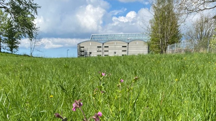 En grøn eng med violette blomster og et hus i baggrunden