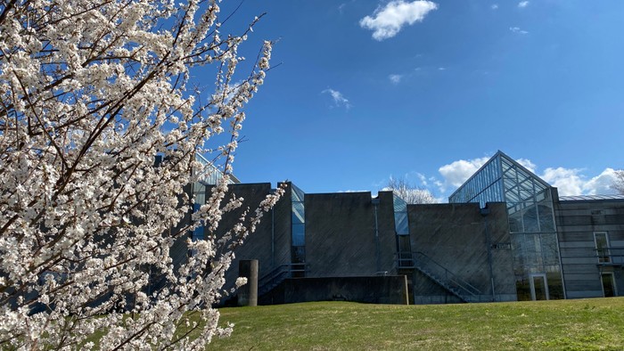 En trægren med blomster foran et moderne bygning med glasfassade under et klart blå himmel.