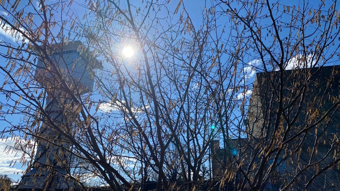 Solskin gennem træer og høje bygninger