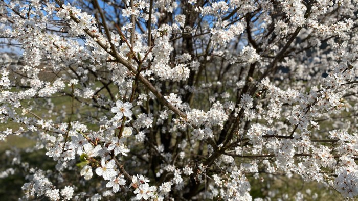 Blomstrende trægrene mod himlen