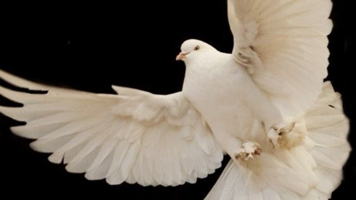 En hvid duve i flyvning.