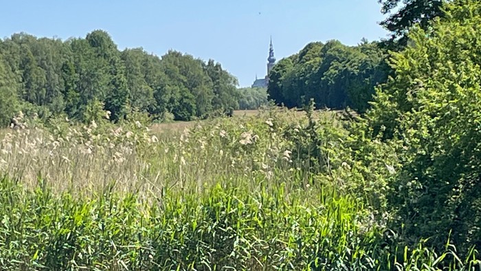 Ein ruhiger Teich mit Schilf und Bäumen unter klarem Himmel