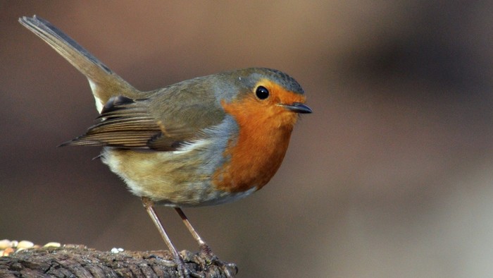 Ein lebhafter Rotkehlchen saß auf einem Ast mit unscharfem Naturhintergrund.
