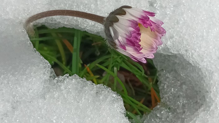 Eine Blume steckt in einem Glas, das teilweise mit Schnee bedeckt ist