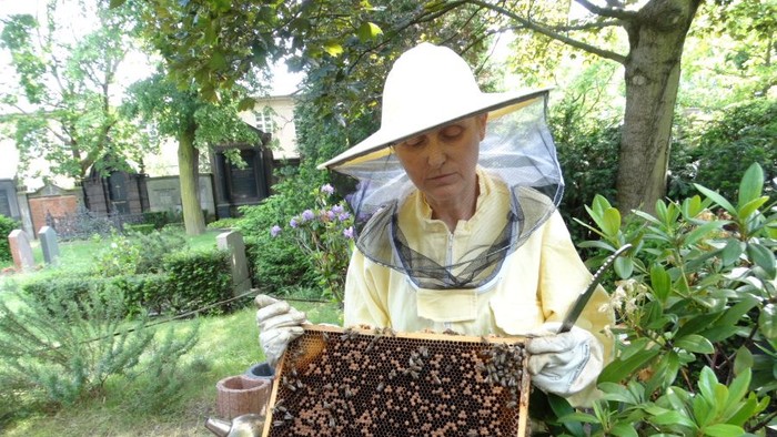 Ein Imker untersucht sorgfältig einen Honigwabenrahmen im Freien, während er Schutzkleidung trägt.