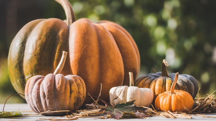Ein großer und mehrere kleine Kürbisse auf einem Holzboden mit Herbstlaub