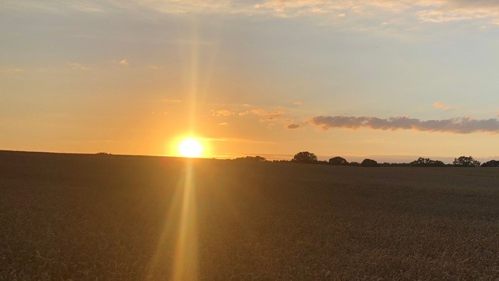 Ein Sonnenuntergang über einem weiten Feld mit hohem Getreide
