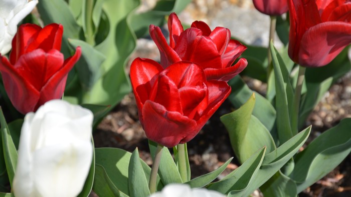 Røde og hvide tulipaner i blomst.