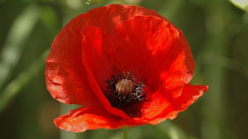 Act of Remembrance