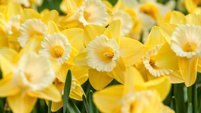 En blomsterbevoksning med gule og hvide narciser.