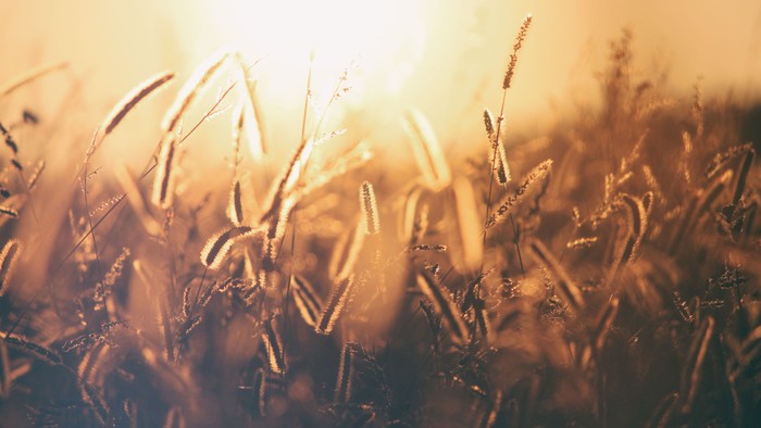 Sunlight shining through tall grass.
