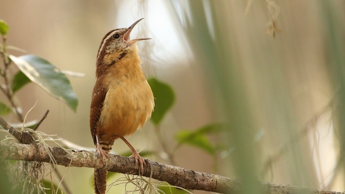 En brun og gul fugl sidder på en gren og synger.