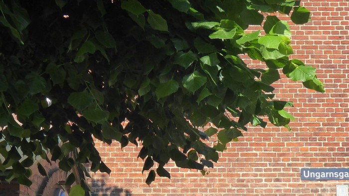 En mur af røde mursten med sort dør og grønne blade.