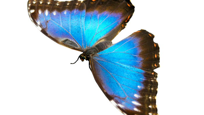 En blå og brunt sommerfugl med mørke prikker på vingene.