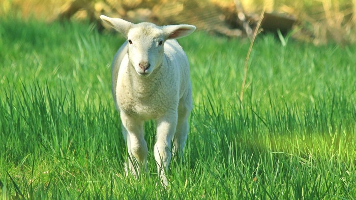 En lammel løber i græsmarken.