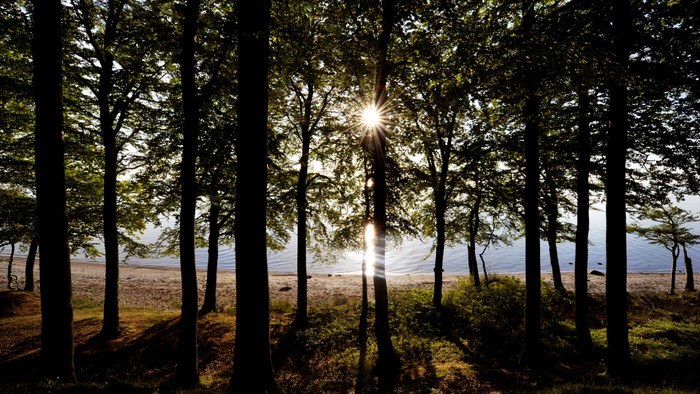 Skoven med solskin og strand i baggrunden