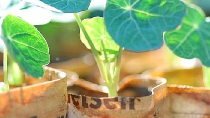 Pflanzen in Zeitungsrollen