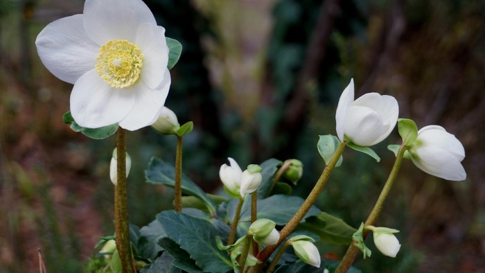 En blomstestræde med hvide blomster og gule midter.