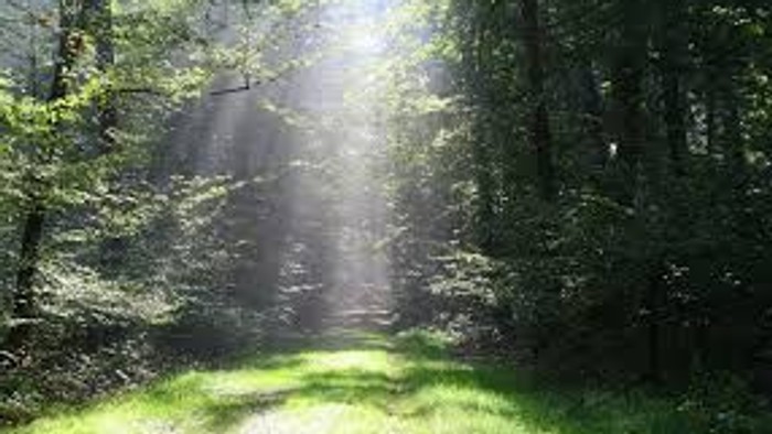 En smal, grøn skovsti med solskin som skinner gennem træerne.