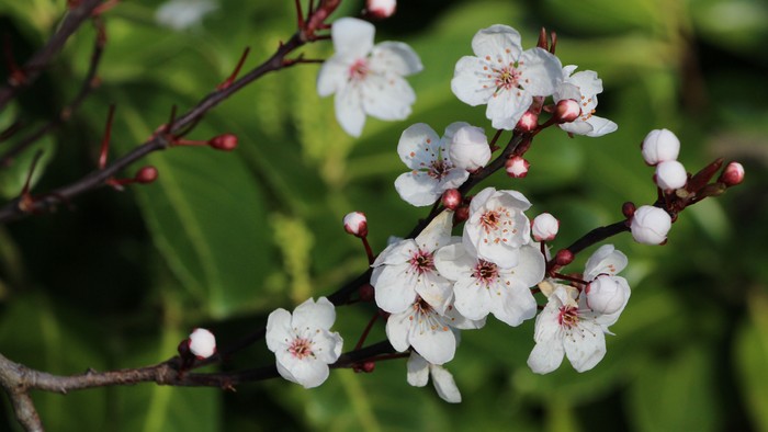Blomstergren med hvide blomster og grønne blade
