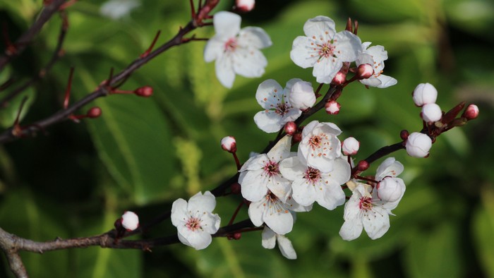 Blomstergren med hvide blomster og grønne blade