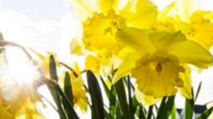 Guldaffalter blomstrer i solskinn