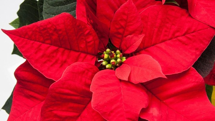 En stor og lyserød poinsettia med grønne blomster i midten