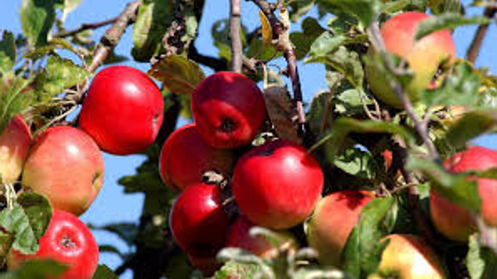 En æbletræ gren med røde æbler mod en klar blå himmel.