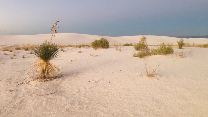 Weiße Sanddünen unter blauem Himmel mit wenigen Pflanzen