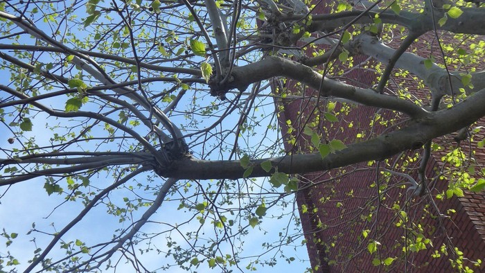 Et træ med grønne blade og røde teglmursten på bygning