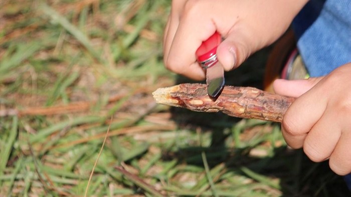 Eine Person hält einen kleinen Vogel mit rotem Schnabel und roten Füßen.