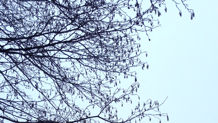 Ein Baum mit kahlen Ästen steht im Schnee neben einem Pier